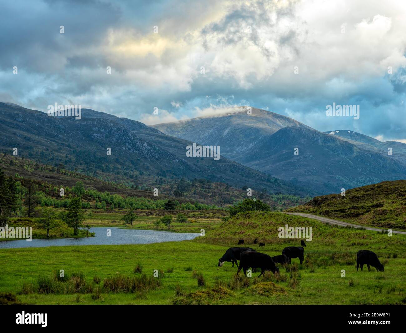 Aberdeen Angus Cattle grazing in Glen Strathfarrar, Scotland Stock Photo