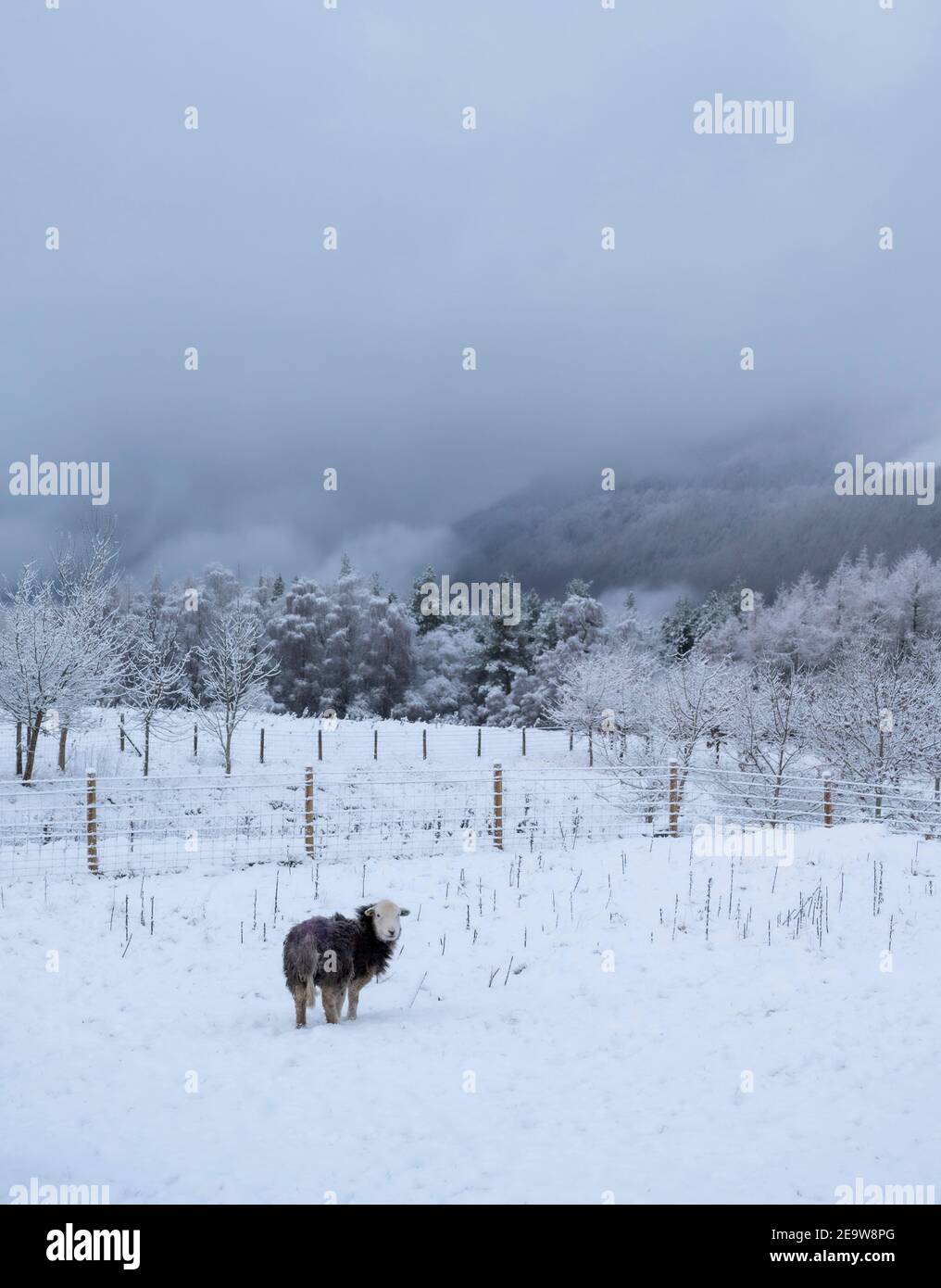 Herdwick Sheep In The Snow Stock Photo