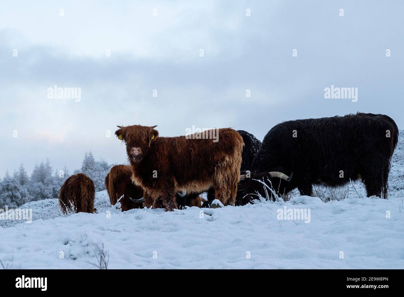Highland Cattle In The Snow, Scotland Stock Photo