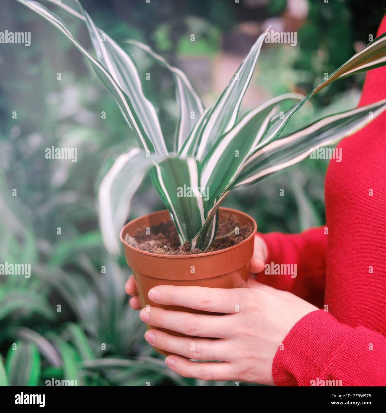 Female florist hands with dracaena in pot, greenhouse with plants Stock Photo