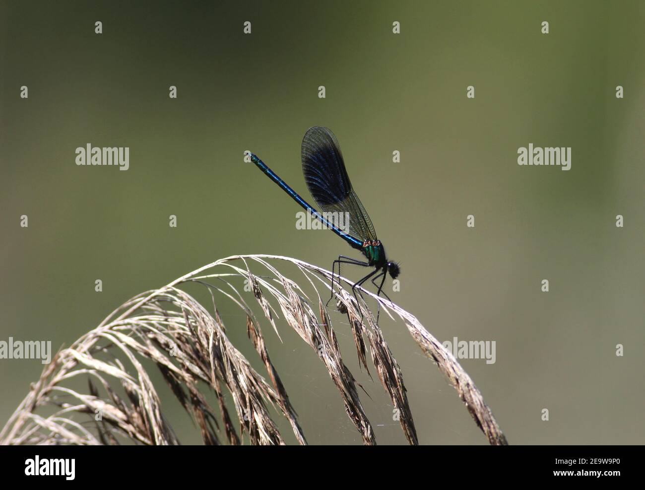 Colourful & dainty winged insect (male Banded Demoiselle, Calopteryx splendens) on phragmites reed at Askham Bog nature reserve, York, England. Stock Photo