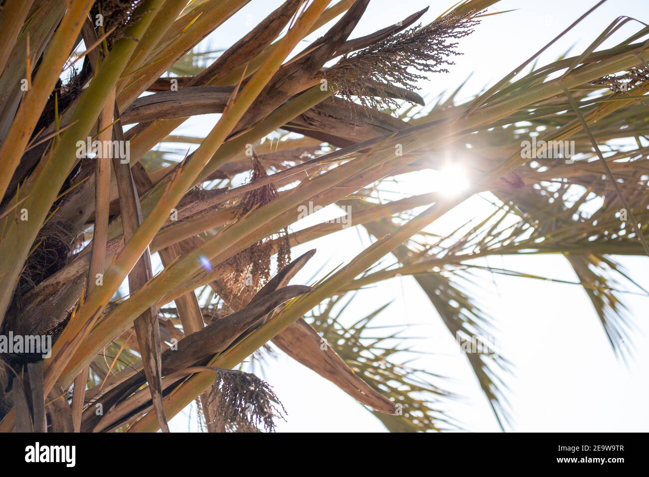 Palm tree arecaceae family hires stock photography and images Alamy