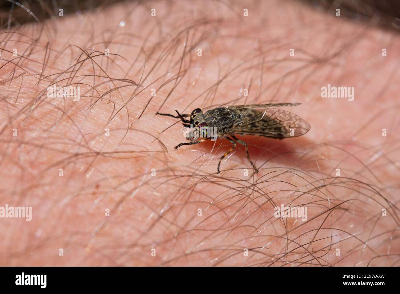 Horsefly bite hires stock photography and images Alamy