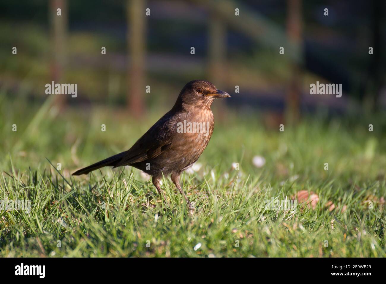 Young crow hi-res stock photography and images - Alamy