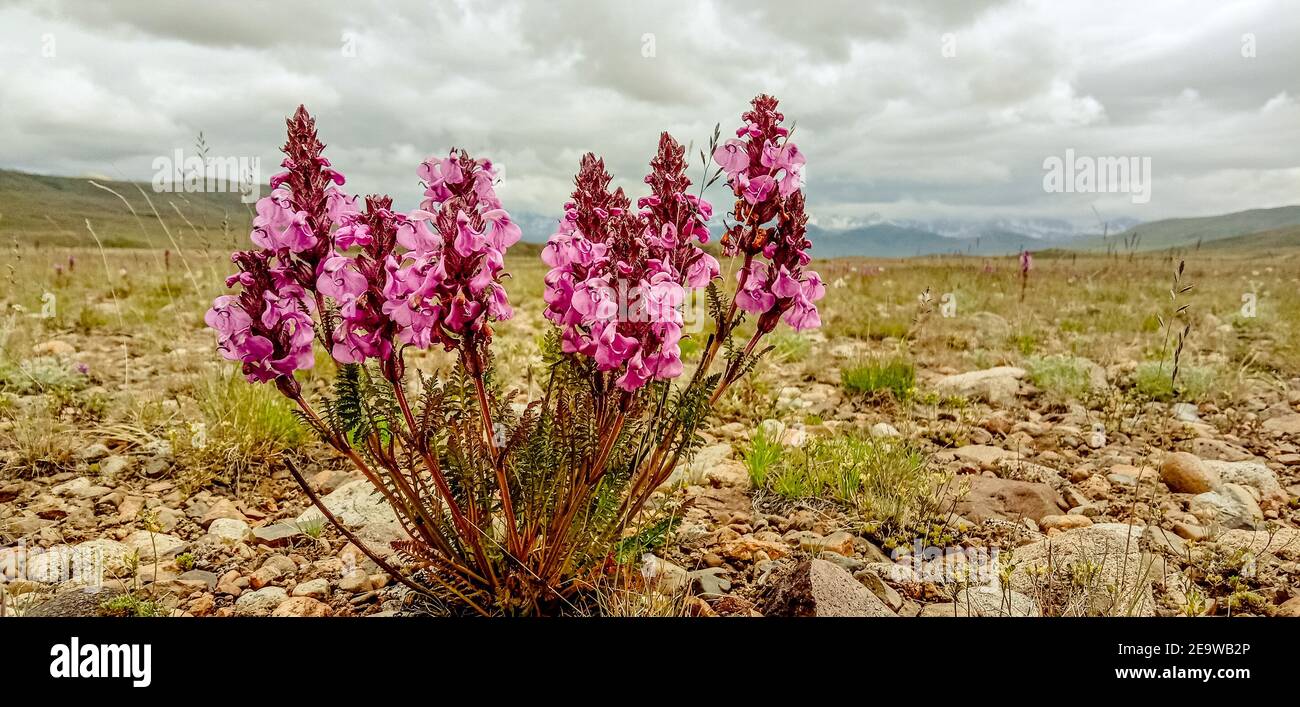 Closeup shot of Pedicularis flowers growing in a meadow on a gloomy day Stock Photo