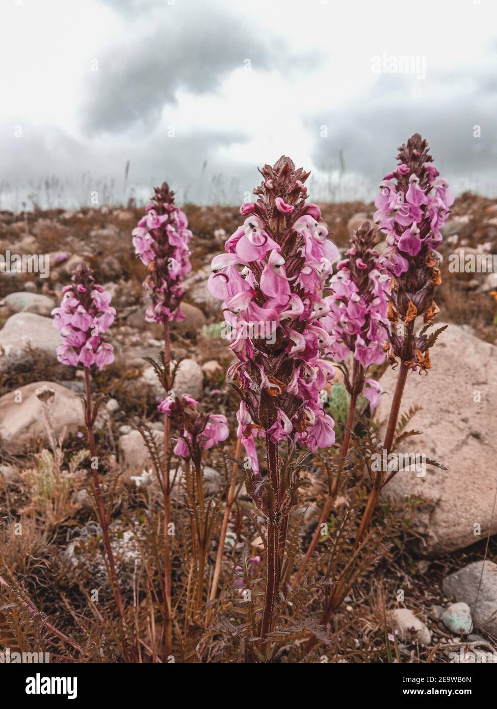Vertical closeup shot of Pedicularis flowers growing in a meadow on a gloomy day Stock Photo