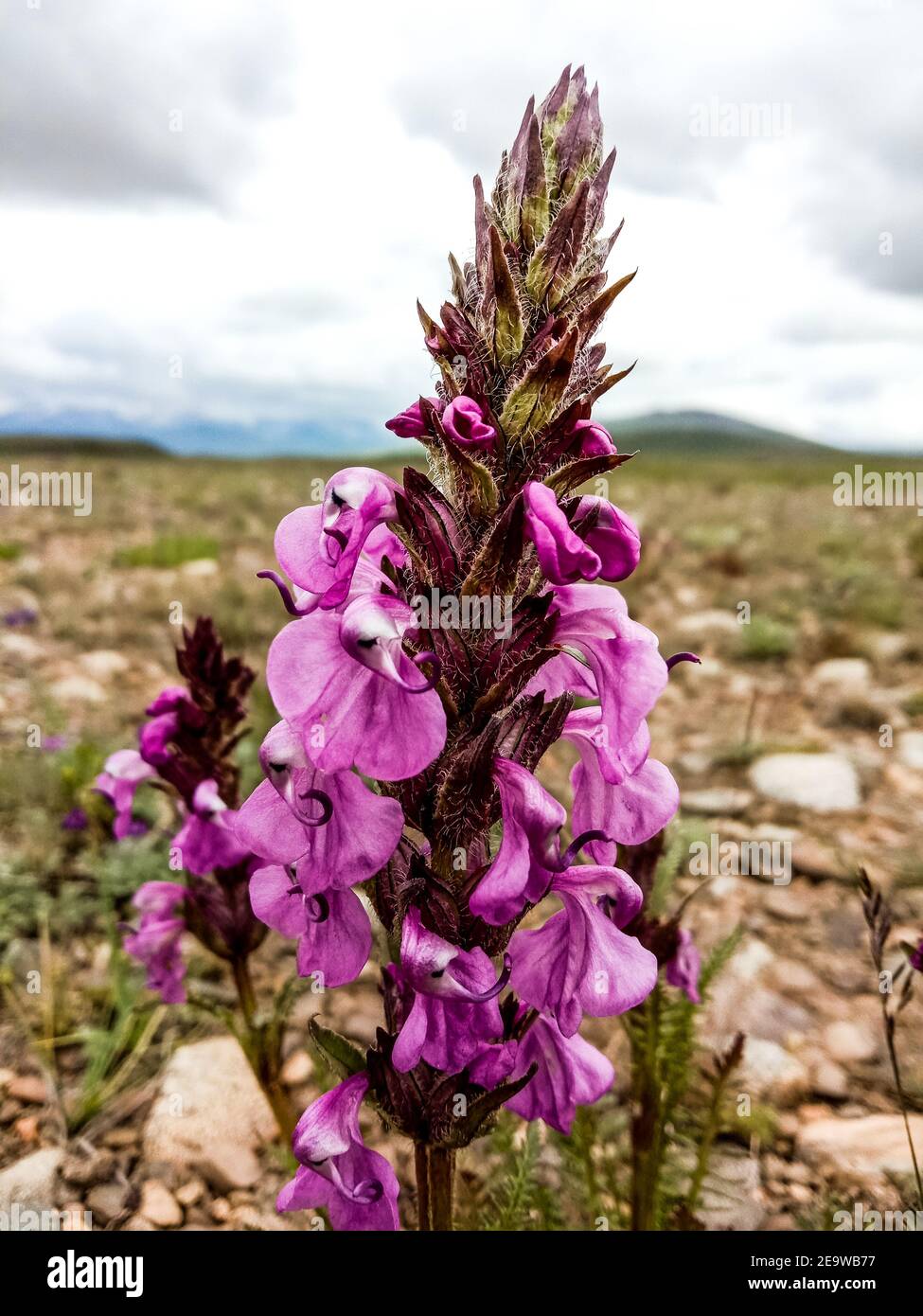 Vertical closeup shot of a Pedicularis flower growing in a meadow on a gloomy d Stock Photo