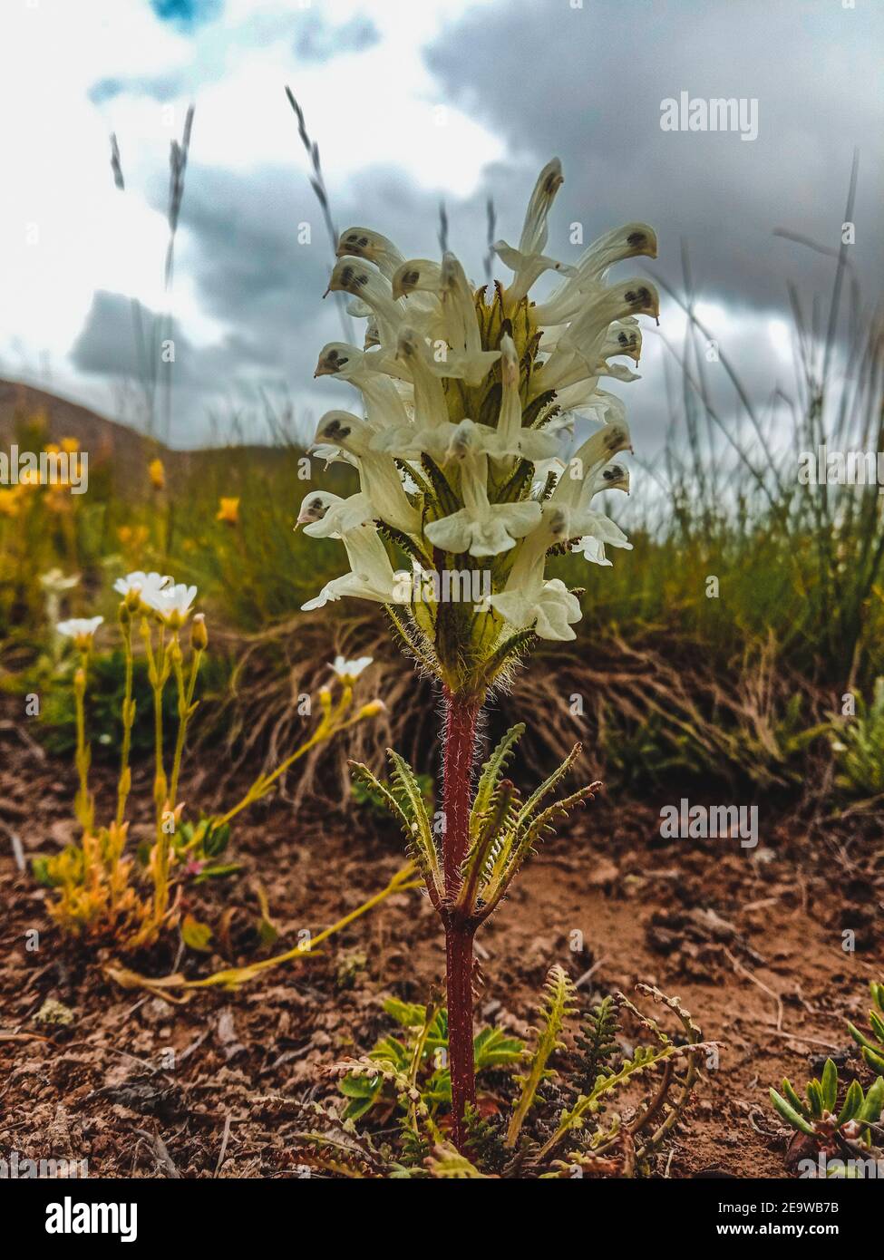 Vertical closeup shot of a white Pedicularis flower growing in a meadow on a gloomy day Stock Photo