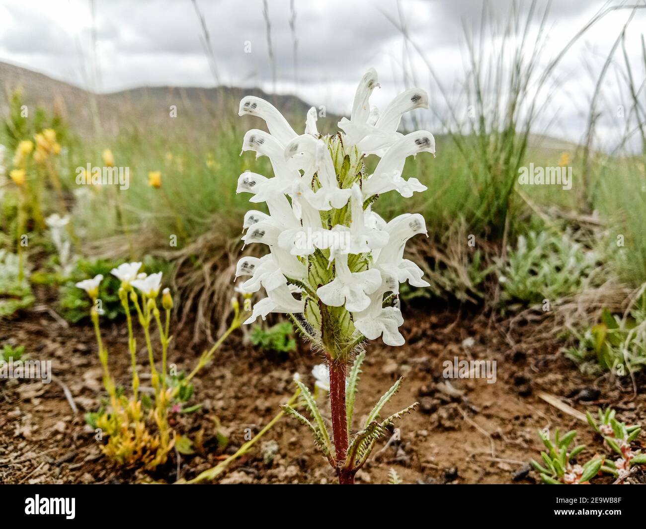 Closeup shot of a white Pedicularis flower growing in a meadow on a gloomy day Stock Photo