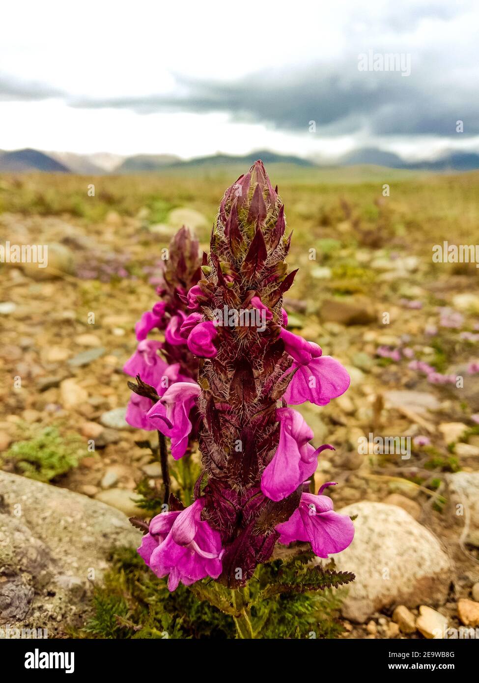 Vertical closeup shot of a Pedicularis flower growing in a meadow on a gloomy day Stock Photo