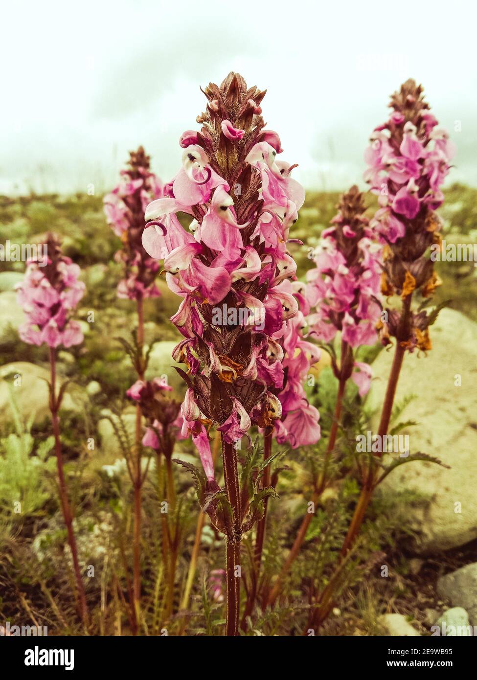 Vertical closeup shot of Pedicularis flowers growing in a meadow on a gloomy day Stock Photo