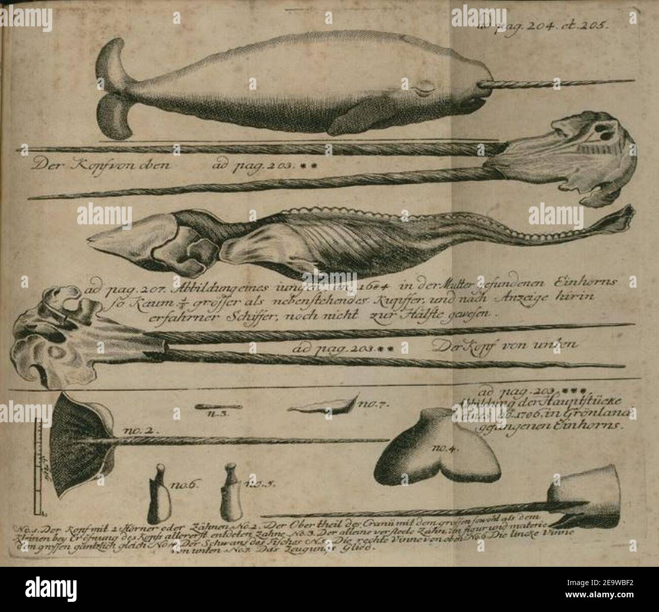 Narwhal horns and anatomy from 1746 drawing by Johann Anderson Stock Photo  - Alamy