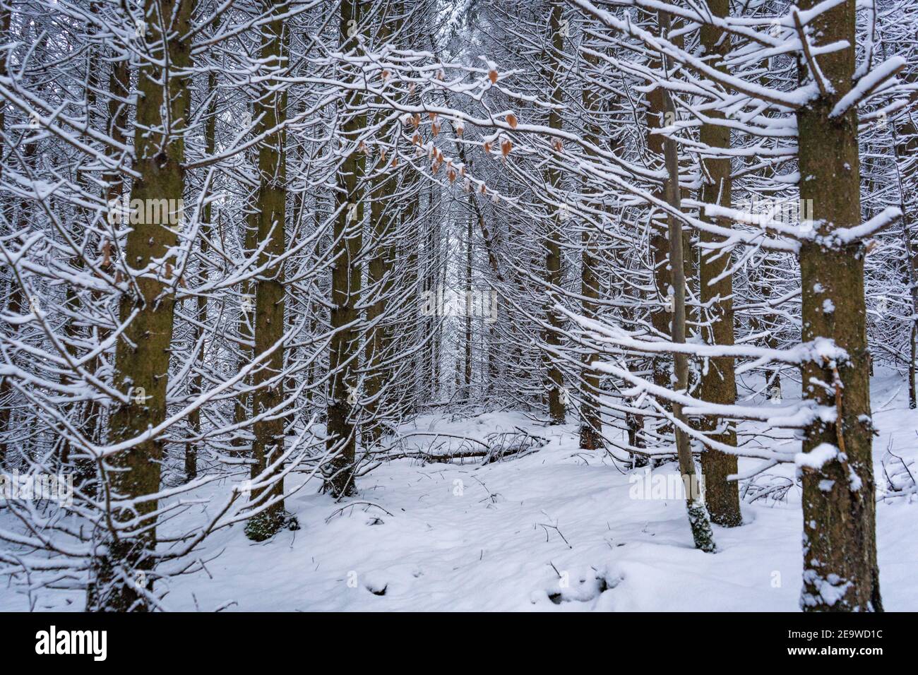 snow covered pine trees Stock Photo - Alamy