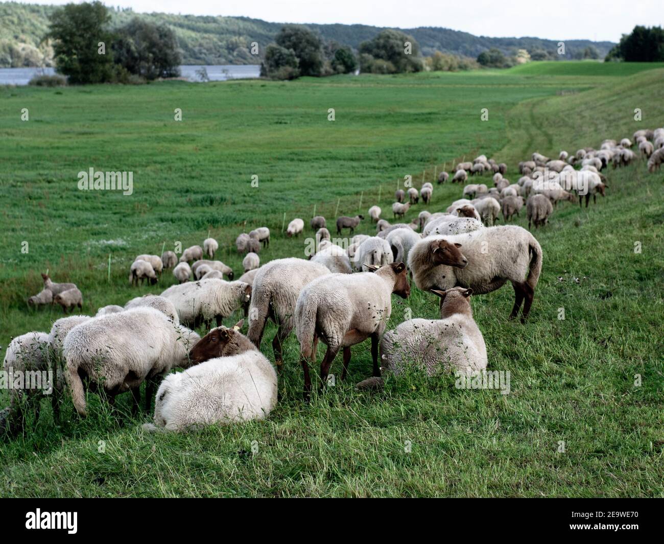 Flock of sheep grazing on a dike of the river Elbe near Tespe, Elbmarsch, Niedersachsen, Germany. Stock Photo