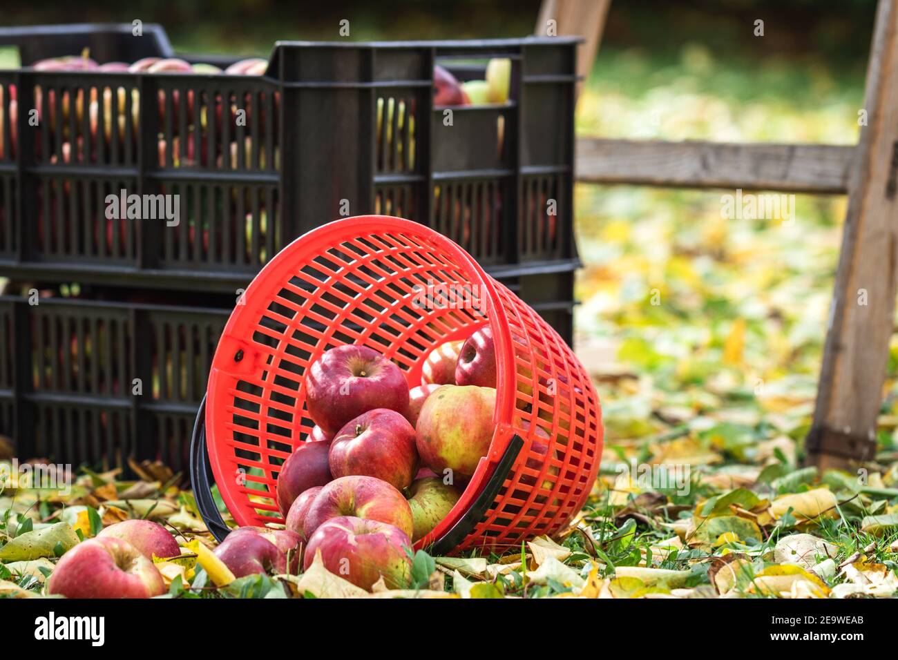 https://c8.alamy.com/comp/2E9WEAB/autumn-harvest-in-garden-harvesting-apple-fruit-plastic-crate-and-basket-wooden-ladder-in-orchard-homegrown-produce-of-red-apples-2E9WEAB.jpg