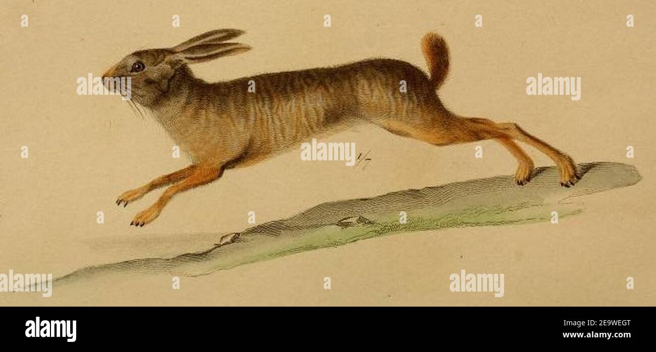 Natal red rock hare, Pronolagus crassicaudatus I. Geoffroy, 1832. Stock Photo