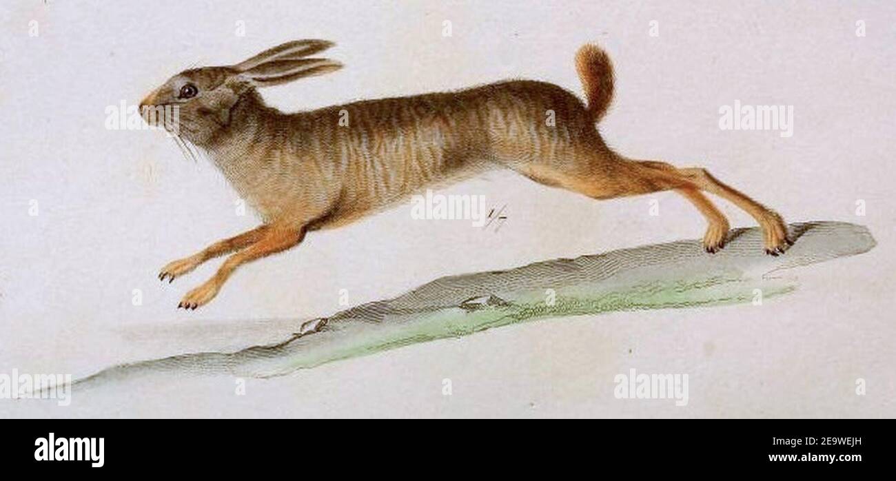 Natal red rock hare, Pronolagus crassicaudatus I. Geoffroy, 1832 1. Stock Photo