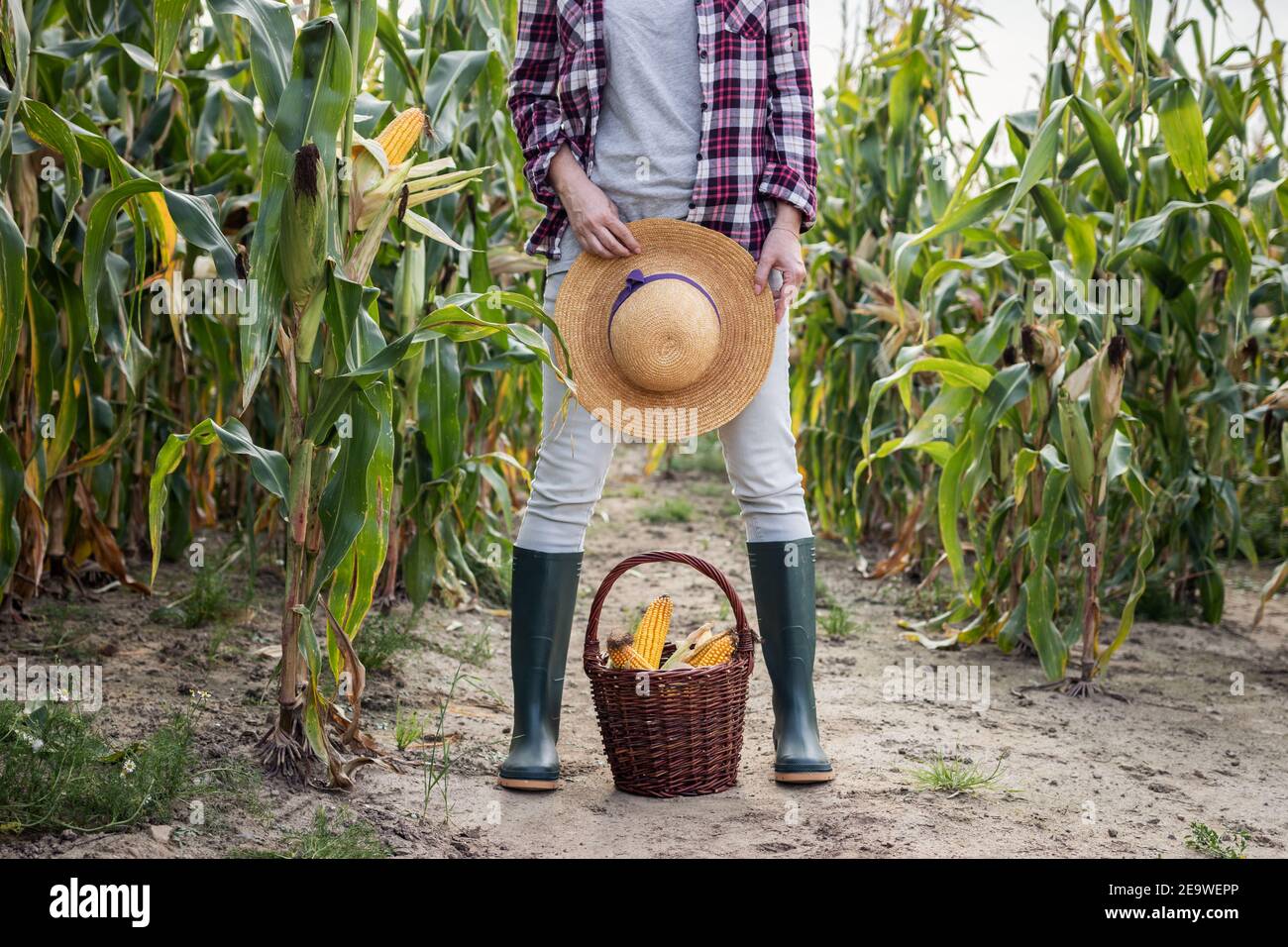 Farmer in corn field. Woman with straw hat and rubber boots standing over wicker basket with harvested corn cobs. Farming and agriculture concept Stock Photo