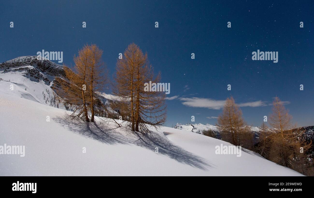 Night mountain landscape, moonlight on the Passo Valles. Larches, winter season. Italian Alps. Europe. Stock Photo