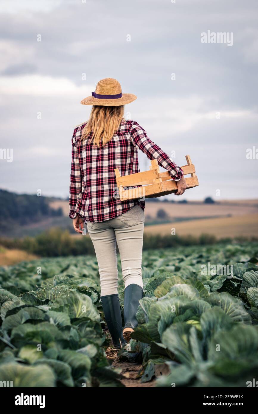 Farmer is ready for harvest. Woman holding crate walking in cabbage field. Agriculture and organic farming concept Stock Photo