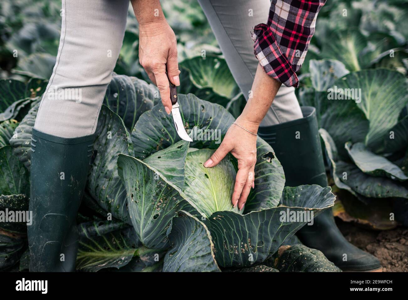 Farmer harvesting cabbage at field. Woman picking vegetable at organic farm. Agricultural activity in autumn season Stock Photo