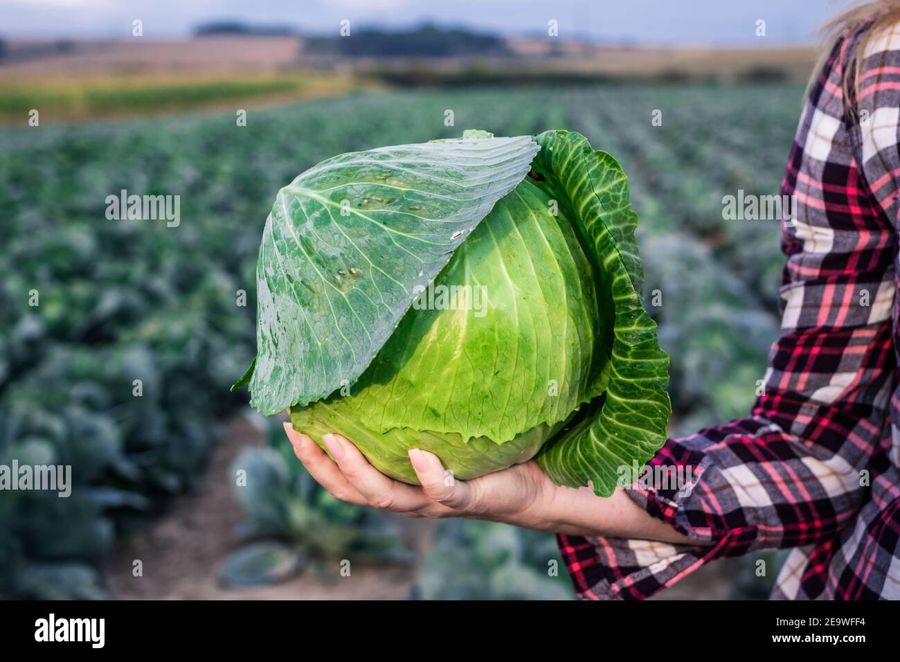 Cabbage in farmers hand. Woman holding fresh leaf vegetable at field. Harvest at autumn season Stock Photo