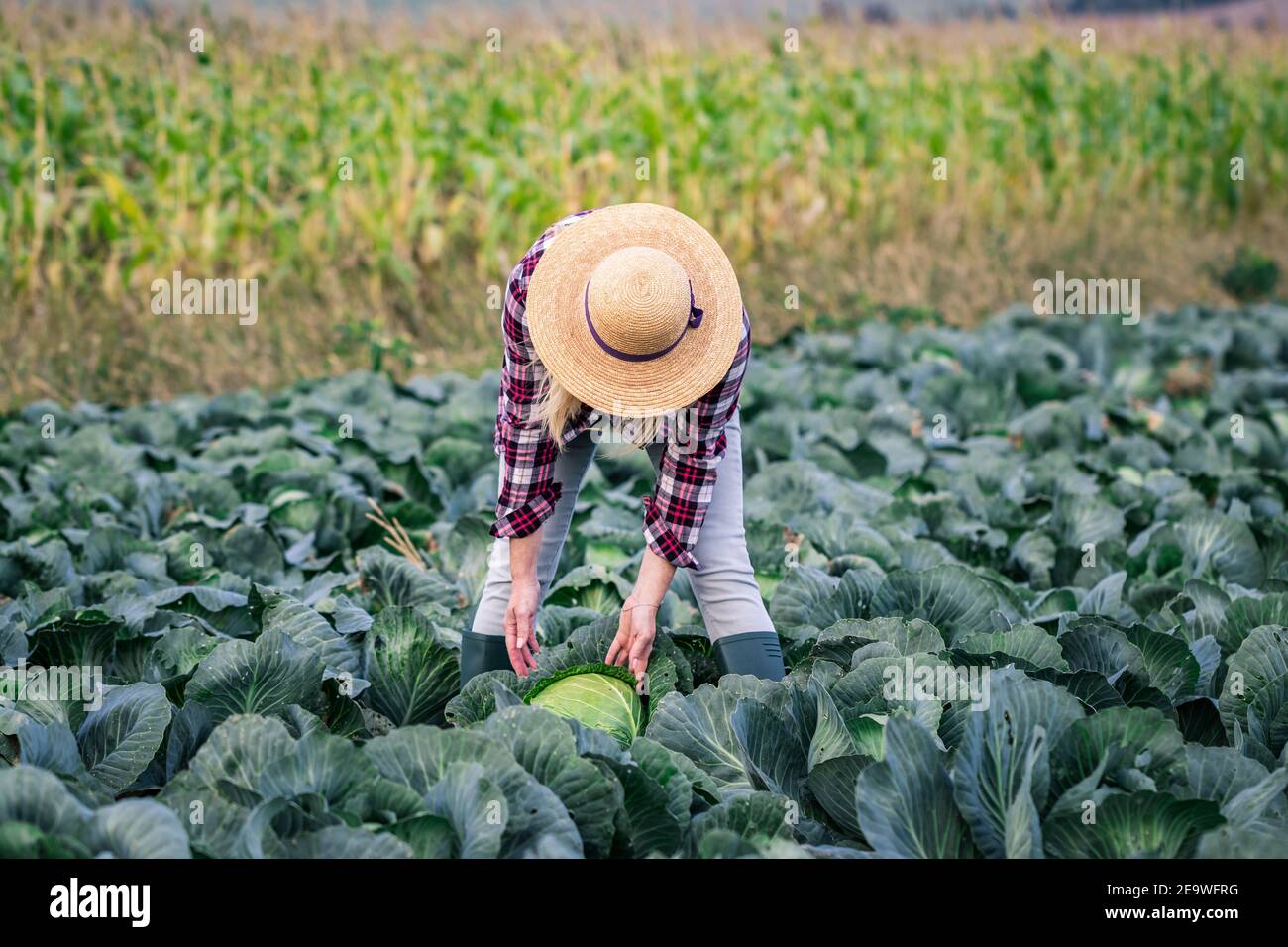 Woman picking cabbage vegetable at field. Female farmer working at her organic farm. Harvesting at autumn season Stock Photo