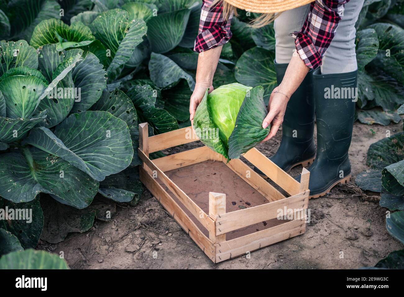 Woman harvesting cabbage from vegetable garden. Agricultural activity and gardening at organic farm Stock Photo