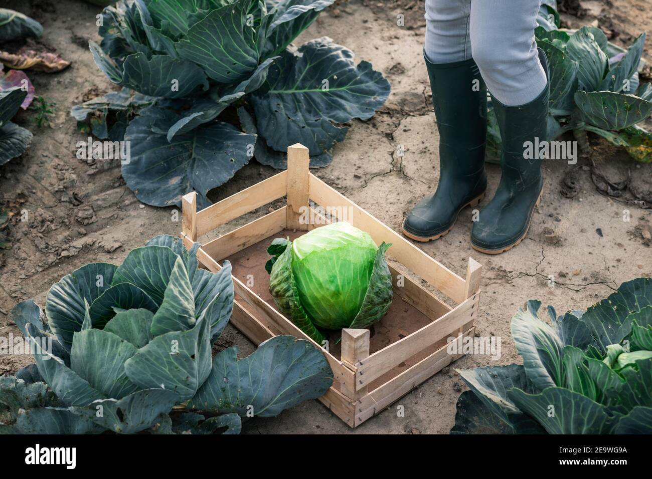Woman harvesting cabbage from vegetable garden. Agricultural activity and gardening at organic farm Stock Photo
