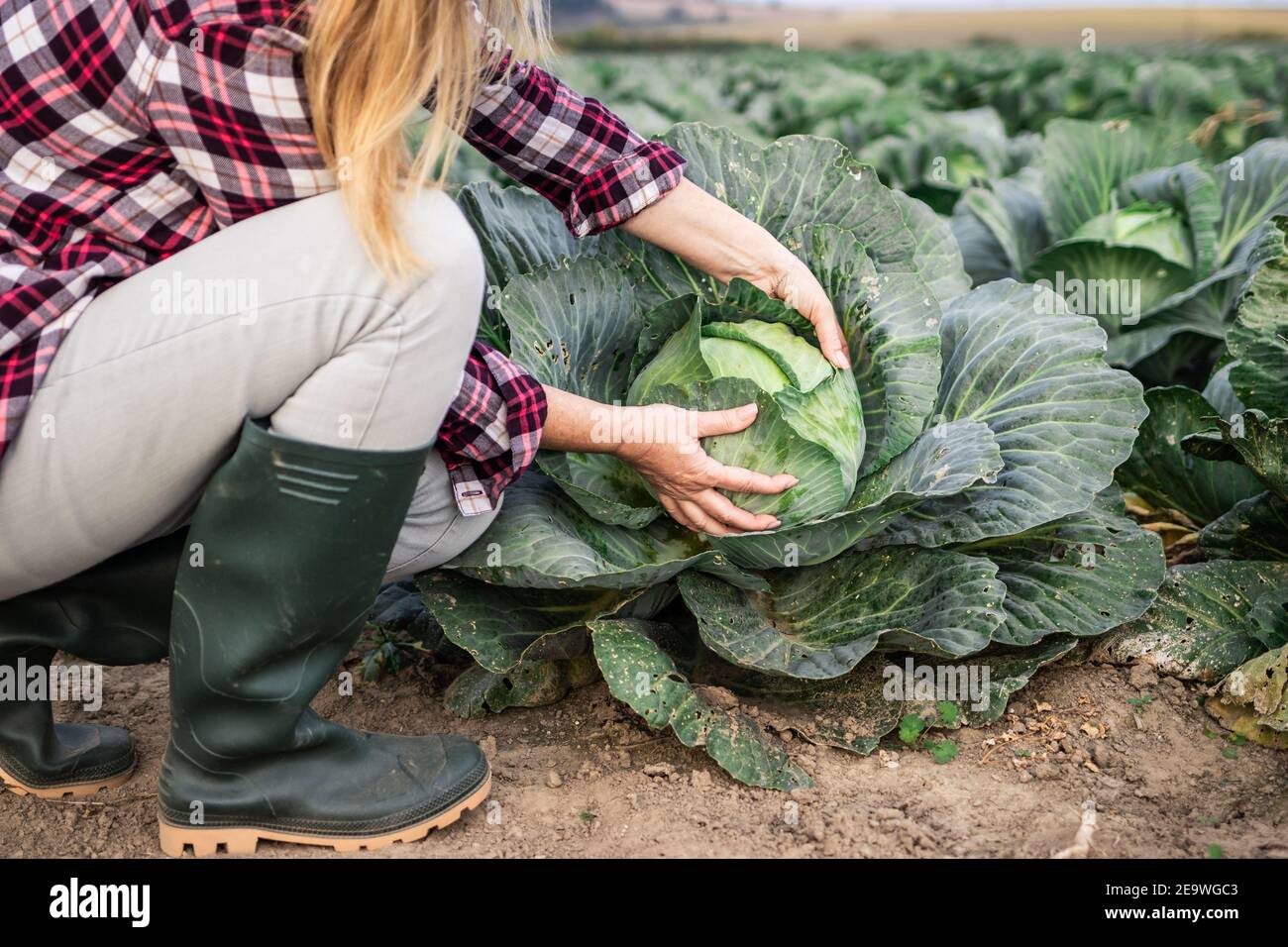 Farmer examining quality control of cabbage vegetable at field. Agricultural activity and gardening at organic farm Stock Photo