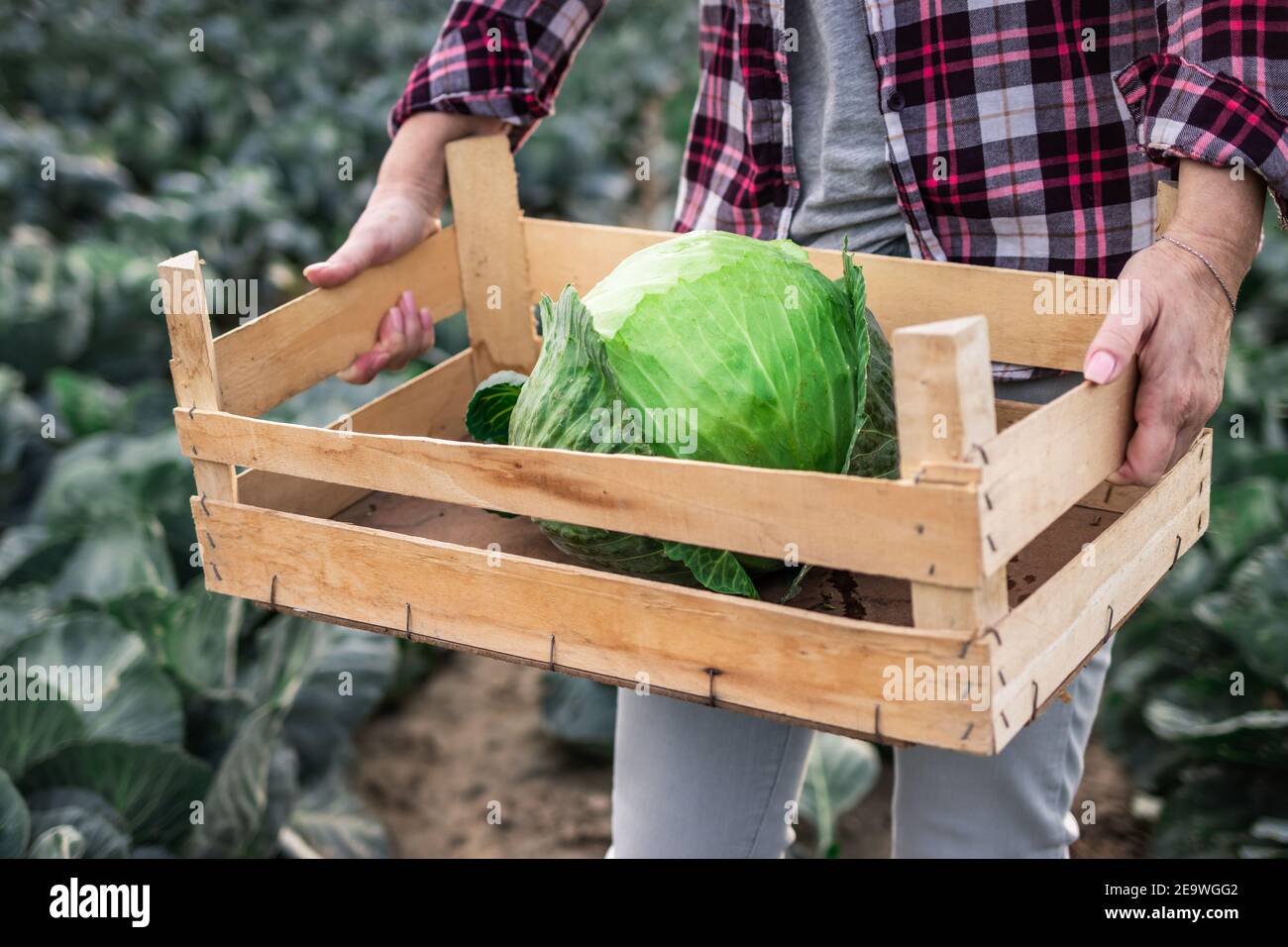 Farm worker holding wooden crate with harvested cabbage at field. Gardening and harvesting at autumn season Stock Photo