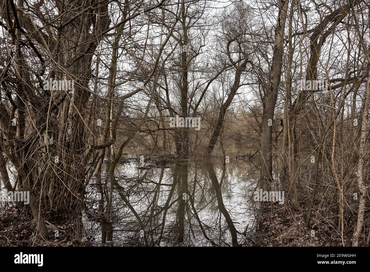 Floodplain riparian forest is flooded by the overflowing of the Altrhein river in Plittersdorf, Germany Stock Photo