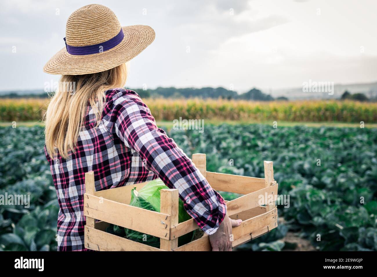 Woman harvesting cabbage at vegetable field. Female farmer with straw hat is holding wooden crate. Gardening and agricultural activity during autumn s Stock Photo