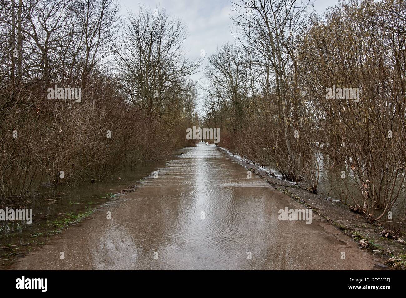 Flooded road after heavy rainfall through floodplain riparian forest at the Altrhein river in Plittersdorf, Germany. Stock Photo