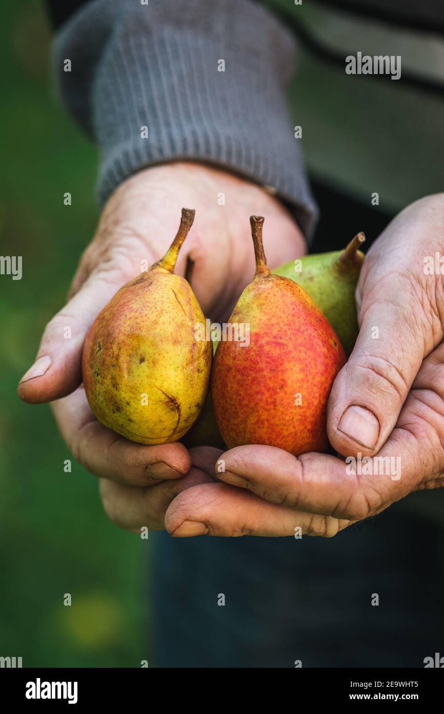 Pear fruits in farmers hand. Old man holding ripe pear. Harvesting at garden in autumn season Stock Photo