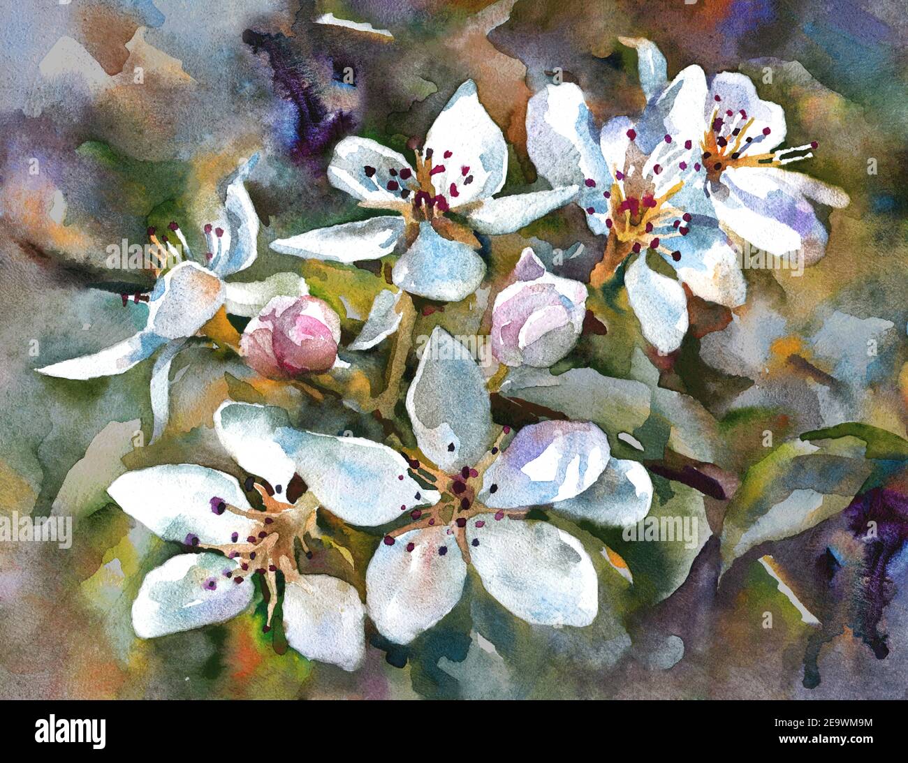 Flowers  on the branch of an apple tree. The spring bloom. Watercolor painting. Horizontal orientation. Stock Photo