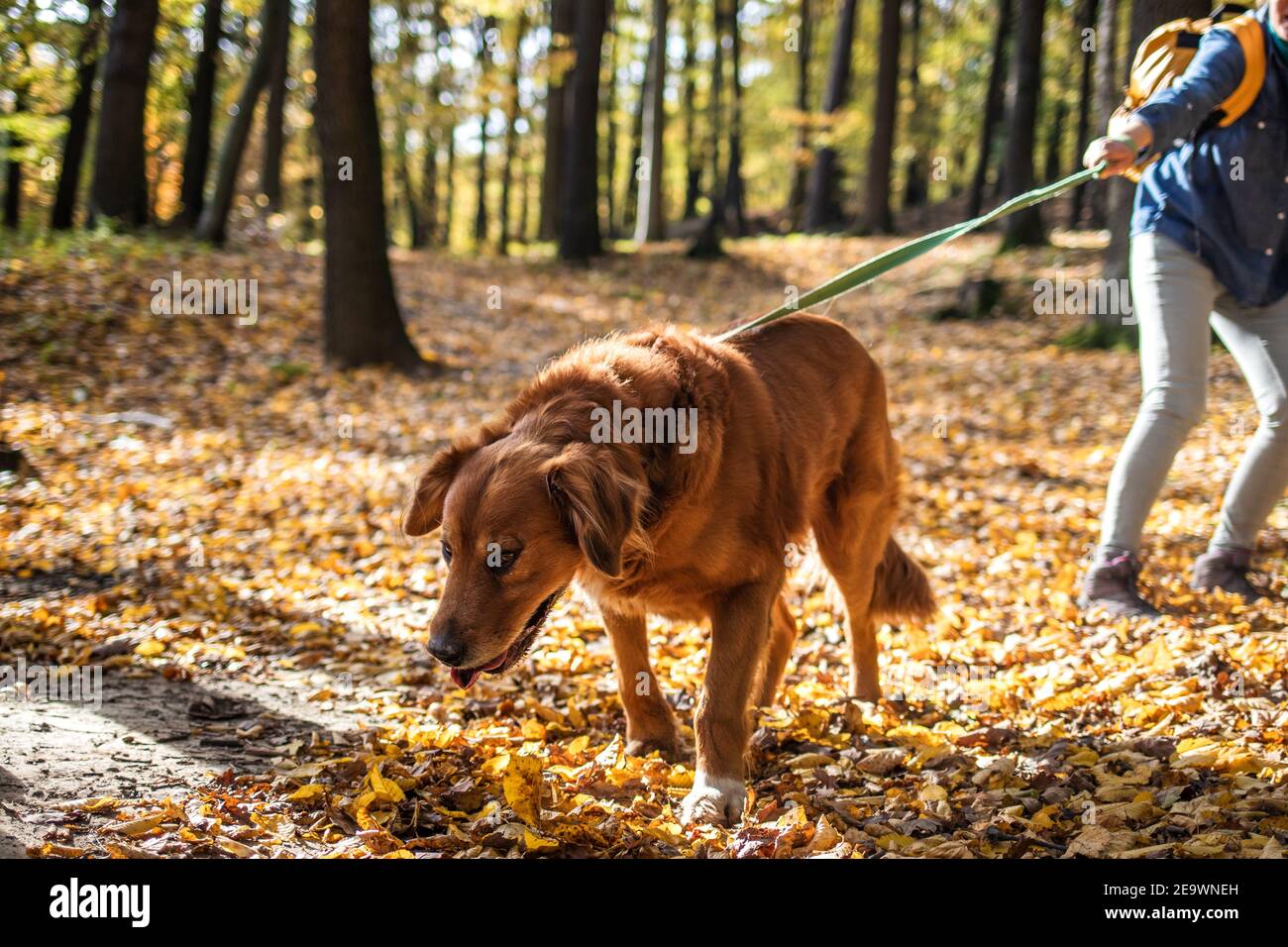 Big dog pulling on leash sales