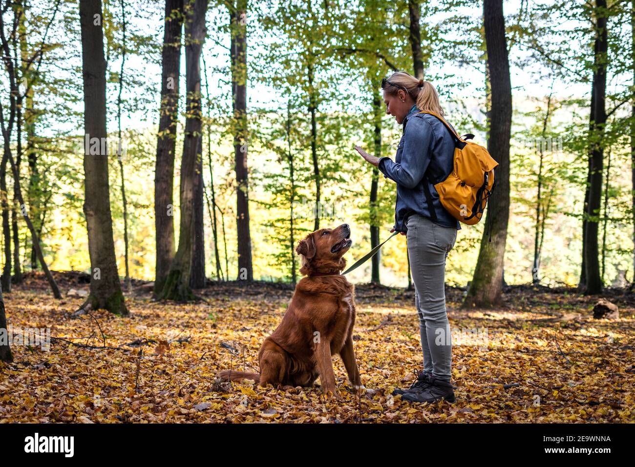 Animal trainer is doing obedience training with her dog outdoors. Female pet owner and retriever in nature. Hiking woman with backpack and dog Stock Photo