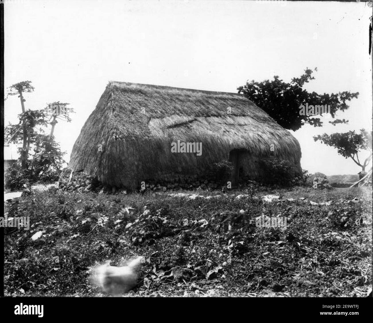 Native Grass House (13 Stock Photo Alamy
