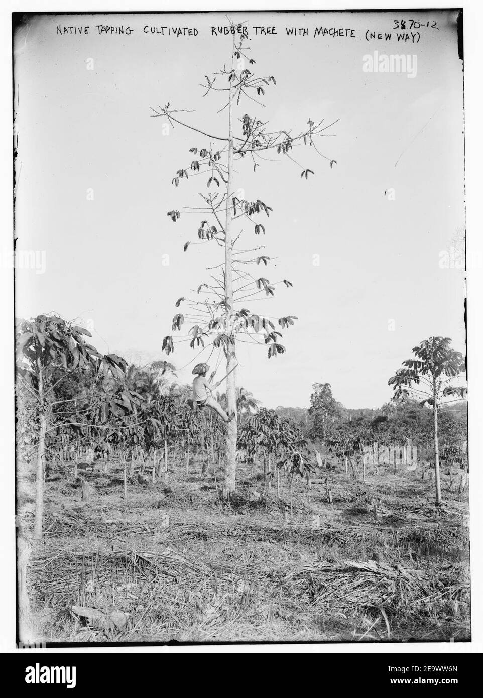 Native tapping Cultivated Rubber Tree with Machete (New Way Stock Photo