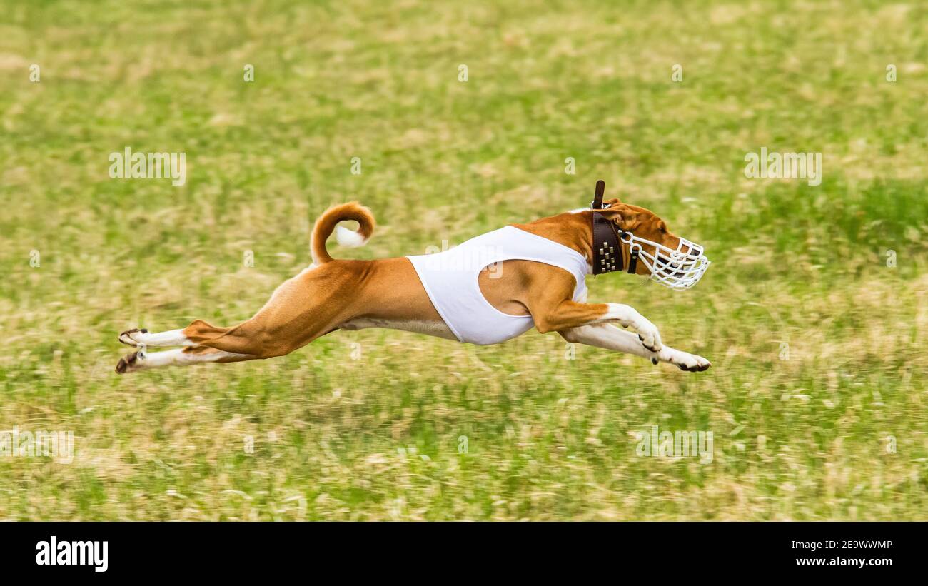 Moment of flying basenji champion in the field on lure coursing competition Stock Photo