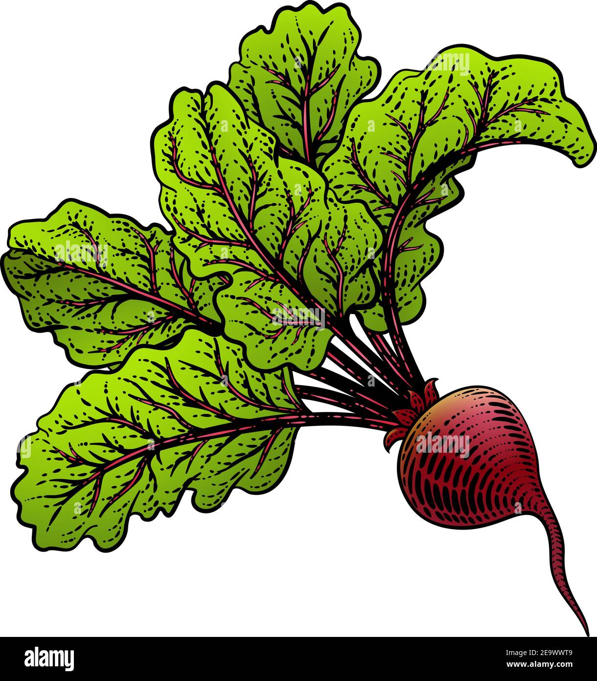 Beet Beetroot Vegetable Woodcut Illustration Stock Vector Image & Art