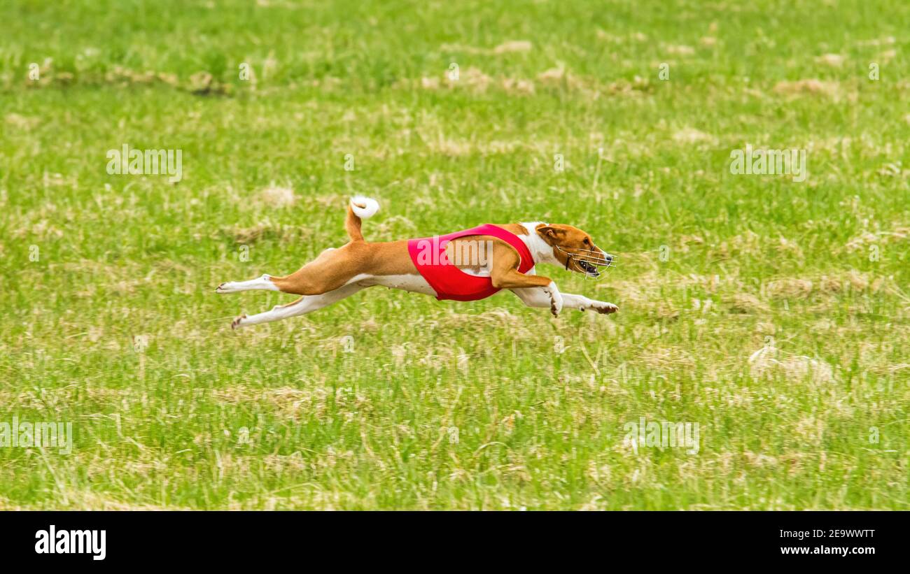 Moment of flying basenji in red shirt on lure coursing competition Stock Photo