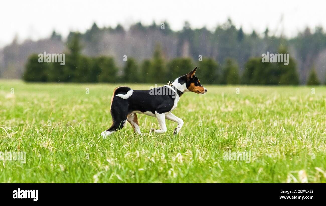 Young basenji dog running in the field on lure coursing competition Stock Photo
