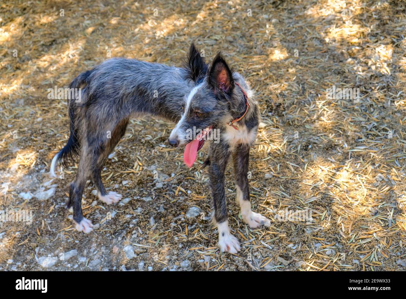 Grey Marl Podenco Valenciano hunting dog. Sierras Subbeticas, Andalucia, Spain Stock Photo