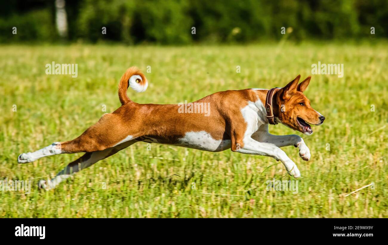 Young basenji dog running in the field on lure coursing competition Stock Photo