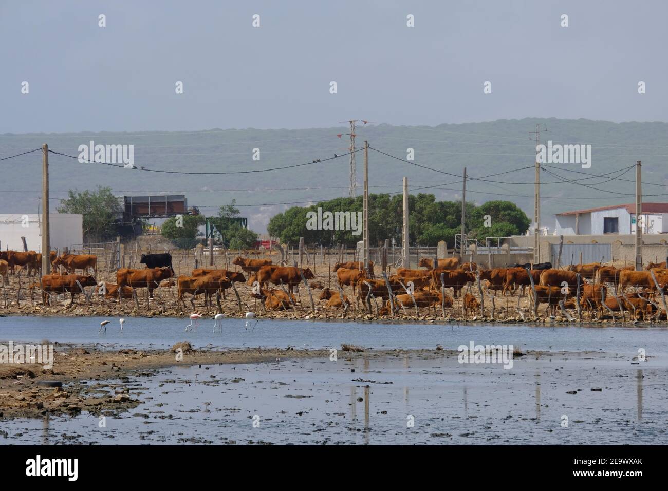 Cattle farm on the edge of Barbate saltpans, Cadiz Province, Andalucia, Spain Stock Photo