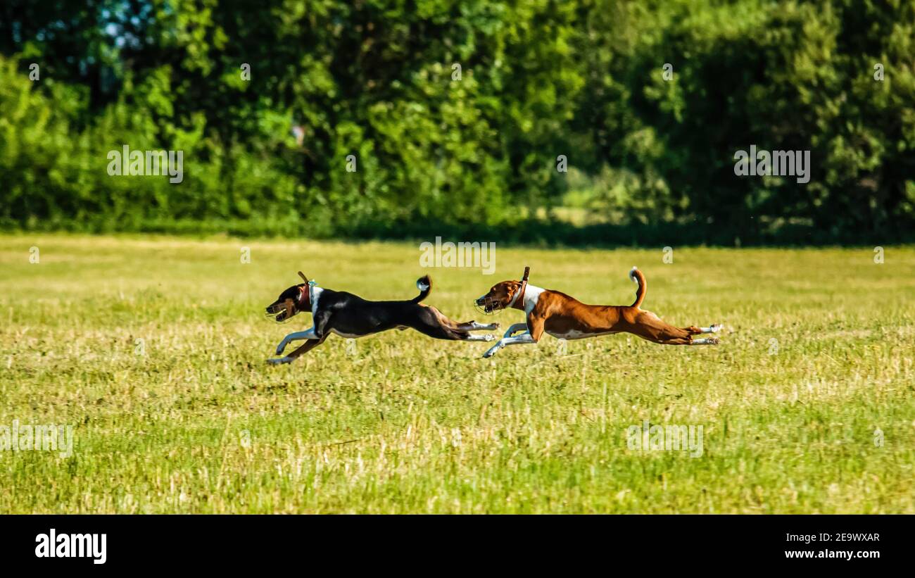 Two basenjis running in the field on lure coursing competition Stock Photo