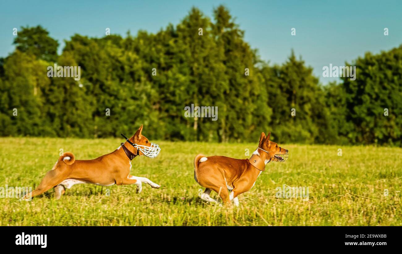 Two basenjis running in the field on lure coursing competition Stock Photo