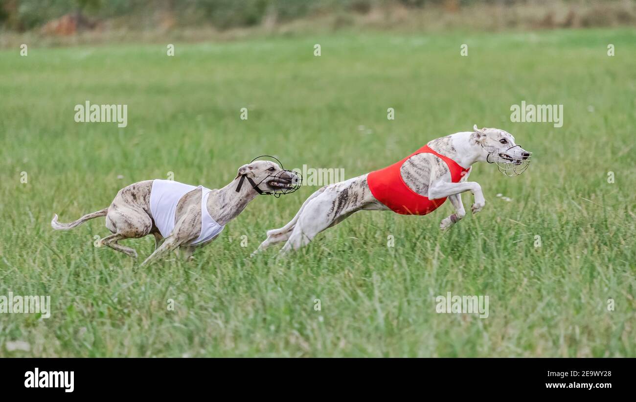 Two whippets in red and white shirts running in the field on lure coursing competition Stock Photo
